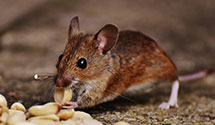 24 Hour & Emergency Exterminators in Twelve Mile, IN